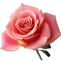 Pink Rose