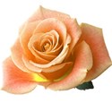 Apricot rose