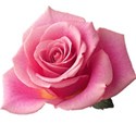 Bright Pink Rose