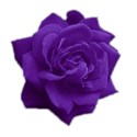 Purple rose