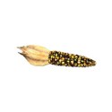 indiancorn