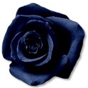 roseblue