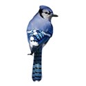 bluejay 01