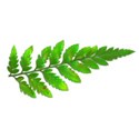 fern 03