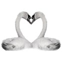swan heart 2