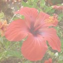 hibiscus emb