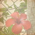 hibiscus 2 emb