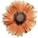 pamperedprincess_autumnblush_flower1 copy