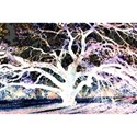 TreeSeries9