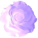 lavander rose