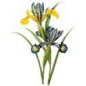 Iris large