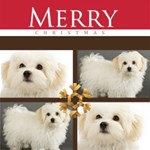 Christmas Theme Card Christmas Theme Card