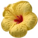 IMG_3888 hibiscus2