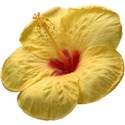 IMG_3888 hibiscus