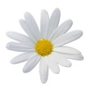 flowerwhite