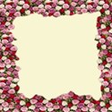 torn roses framed background paper