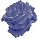 Blue_Rose1