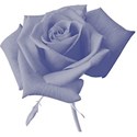 Blue_Rose4