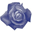 Blue_Rose3