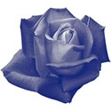 Blue_Rose2