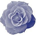 Blue_Rose5