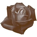 Brown_Rose2