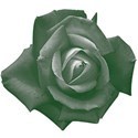 Green_Rose3