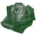 Green_Rose2