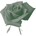 Green_Rose4