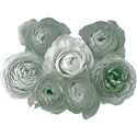 Green_Rose6