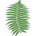 Fern2