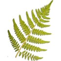 Fern3