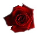 red rose