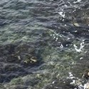 SI_ItalianSummer_paper15
