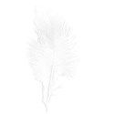 CAJ 8 feather