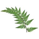 fern 02