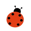 ladybug