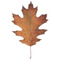 fzm-Leaf.Texture-(3)-11
