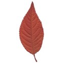 fzm-Leaf.Texture-(3)-17