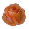 rose orangy
