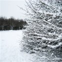 SI_WinterFantasy_Paper05