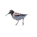 sandpiper