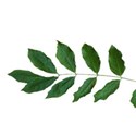 leaf stem_edited-1