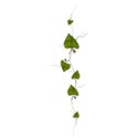 greening vine