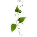 greenery vine 01