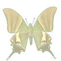 butterfly 1