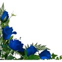 pure rose blue corner