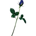Rose 1 blue