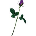Rose 1 deep purple