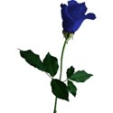 rose 2 blue